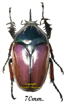 Mecynorhina torquata ugandensis ( élevage )