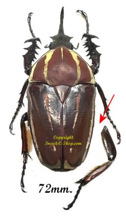 Mecynorhina torquata ugandensis ( élevage )