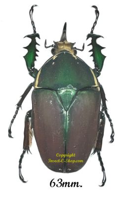 Mecynorhina torquata ugandensis ( reared )