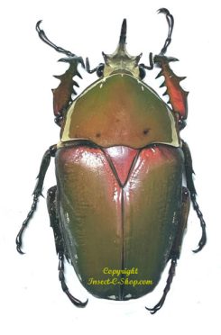 Mecynorhina torquata ugandensis ( reared )
