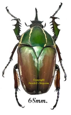Mecynorhina torquata ugandensis ( reared )