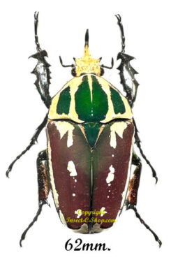 Mecynorhina torquata ugandensis ( élevage )