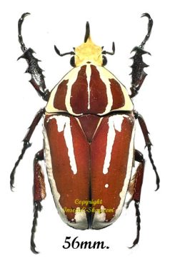 Mecynorhina torquata ugandensis ( reared )