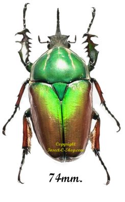 Mecynorhina torquata ugandensis ( élevage )