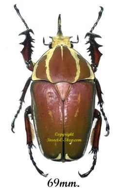 Mecynorhina torquata ugandensis ( élevage )