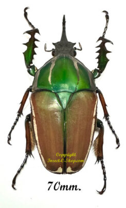 Mecynorhina torquata ugandensis ( élevage )