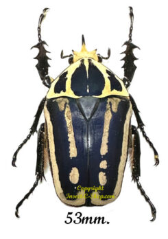 Mecynorhina torquata ugandensis ( élevage )