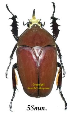 Mecynorhina torquata ugandensis ( élevage )
