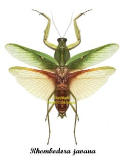 Rhombodera javana ( spread )