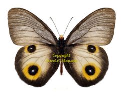 Taenaris horsfieldi horsfieldi