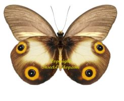 Taenaris urania urania