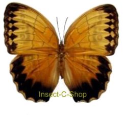 Amathusiidae