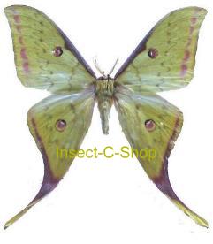 Actias sinensis