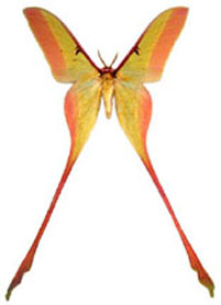Actias dubernardi