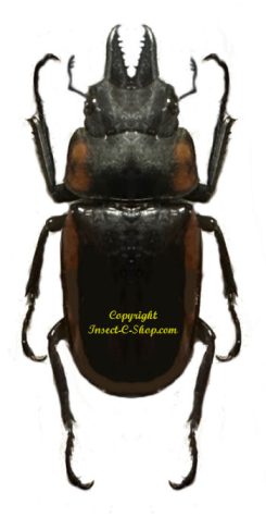 Prosopocoilus decipiens