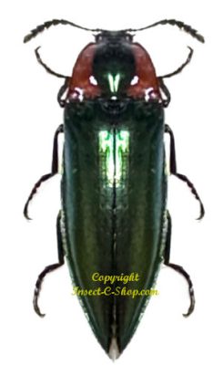 Campsosternus dohrni