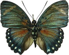 Euphaedra ferruginea ( rare )