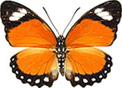 Euphaedra ruspina
