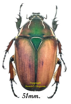 Mecynorhina torquata ugandensis ( élevage )
