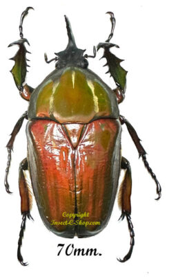 Mecynorhina torquata ugandensis ( élevage )