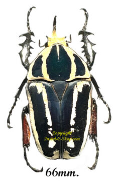 Mecynorhina torquata ugandensis ( élevage )