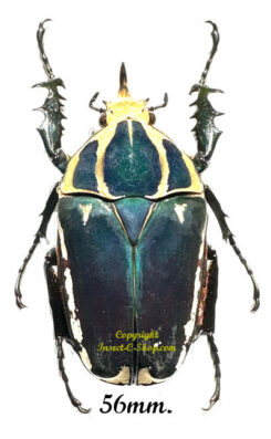 Mecynorhina torquata ugandensis ( élevage )