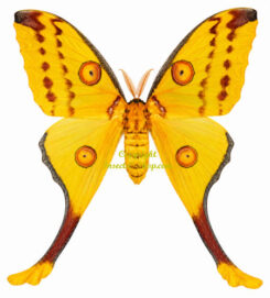Argema mittrei