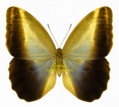 Caligo placidianus