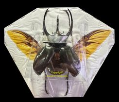 Chalcosoma chiron chiron ( étalé )