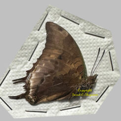 Charaxes cowani