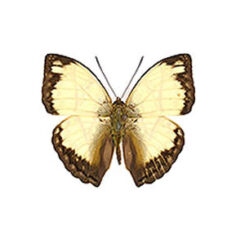 Cymothoe jodutta ciceronis