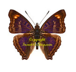 Doxocopa pavon pavon