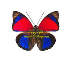 Agrias claudina sardanapalus