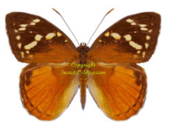 Aterica rabena