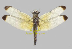 Neurothemis stigmatizans ( étalé )