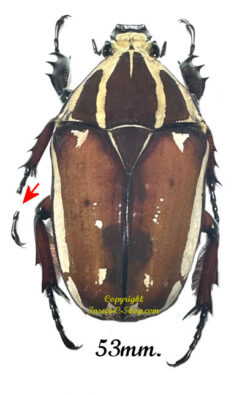 Mecynorhina torquata ugandensis ( reared )