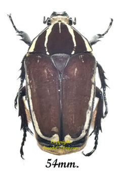 Mecynorhina torquata ugandensis ( reared )