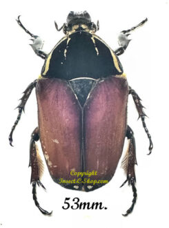 Mecynorhina torquata ugandensis ( reared )