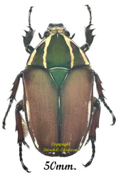Mecynorhina torquata ugandensis ( reared )