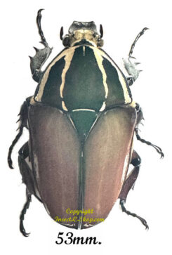 Mecynorhina torquata ugandensis ( reared )