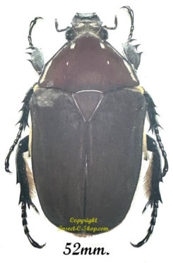 Mecynorhina torquata ugandensis ( reared )