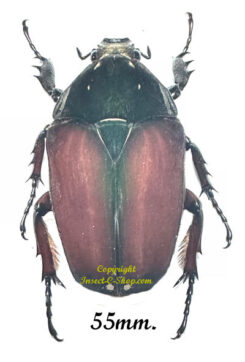 Mecynorhina torquata ugandensis ( reared )