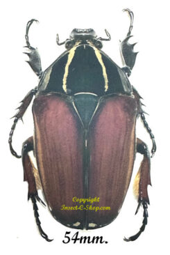 Mecynorhina torquata ugandensis ( reared )