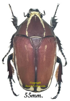 Mecynorhina torquata ugandensis ( reared )