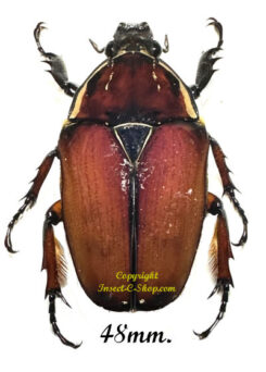 Mecynorhina torquata ugandensis ( reared )
