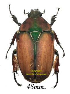 Mecynorhina torquata ugandensis ( reared )