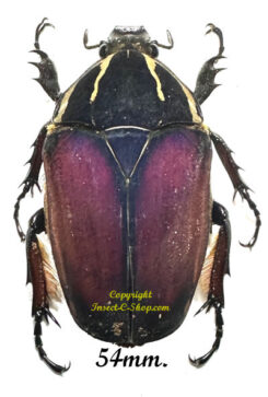 Mecynorhina torquata ugandensis ( reared )