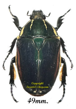 Mecynorhina torquata ugandensis ( reared )
