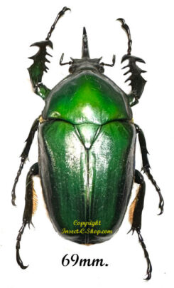 Mecynorhina torquata ugandensis ( reared )