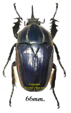 Mecynorhina torquata ugandensis ( reared )